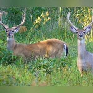 Original Photography White Tail Deer Bucks in Velvet Tall Rack Duo from NJ Pines
